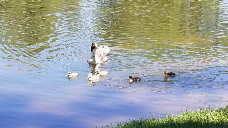 Sidney Legion Park - Sidney, NE