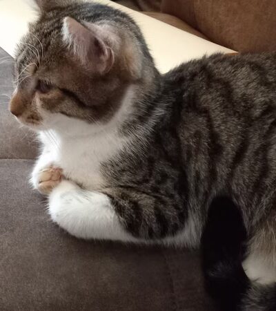 Delaware Valley Humane Society - Sidney, NY