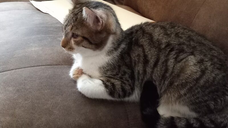 Delaware Valley Humane Society - Sidney, NY