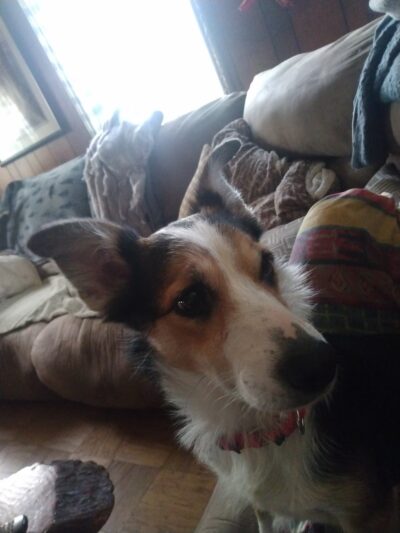 Delaware Valley Humane Society - Sidney, NY