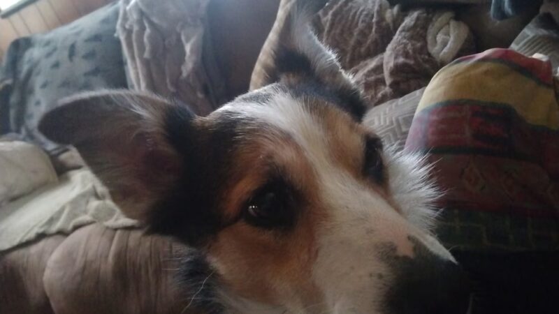 Delaware Valley Humane Society - Sidney, NY