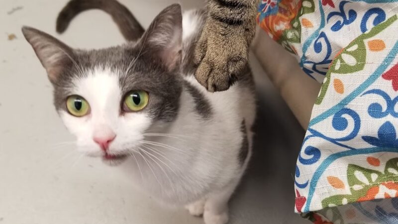 Delaware Valley Humane Society - Sidney, NY