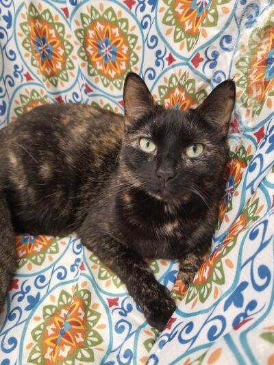 Delaware Valley Humane Society - Sidney, NY