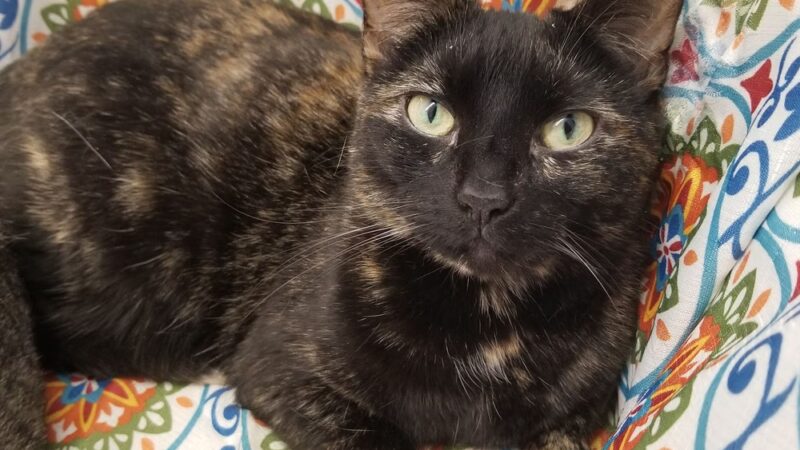 Delaware Valley Humane Society - Sidney, NY