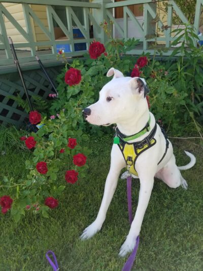 The Houndstooth Bakery and Boutique LLC - Sidney, NY