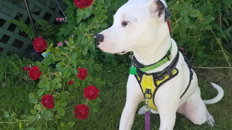 The Houndstooth Bakery and Boutique LLC - Sidney, NY