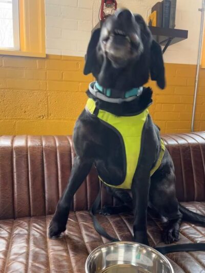 The Houndstooth Bakery and Boutique LLC - Sidney, NY