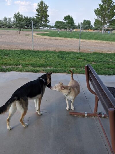 Tompkins Dog Park - Sierra Vista, AZ