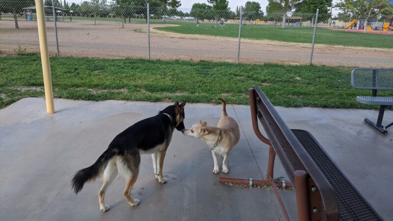 Tompkins Dog Park - Sierra Vista, AZ