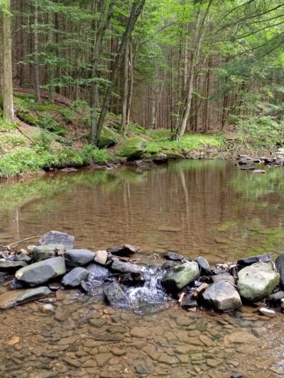 Clear Creek State Park - Sigel, PA
