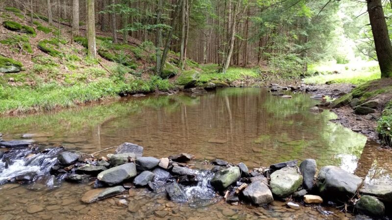 Clear Creek State Park - Sigel, PA