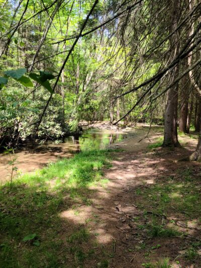 Clear Creek State Park - Sigel, PA
