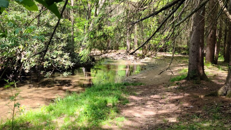 Clear Creek State Park - Sigel, PA