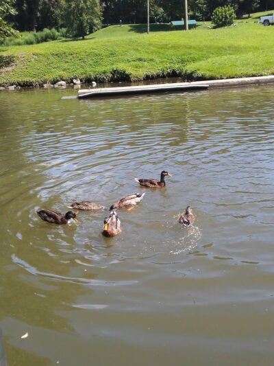 Rd Bailey Lake Day Use Shelter - Simon, WV