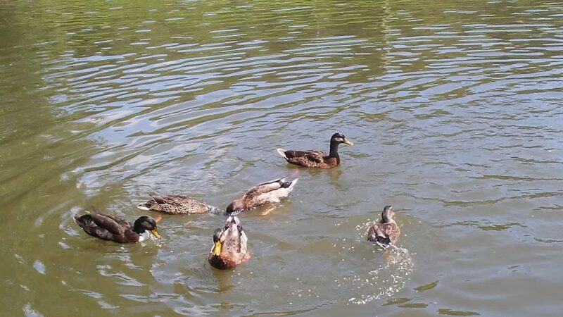 Rd Bailey Lake Day Use Shelter - Simon, WV