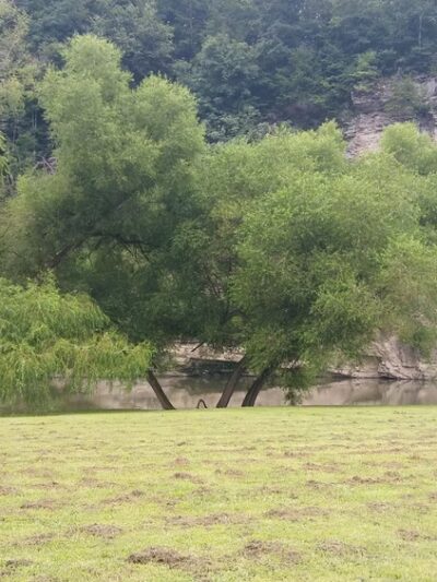 Rd Bailey Lake Day Use Shelter - Simon, WV
