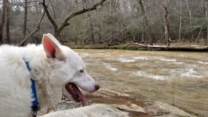 Greenville Technical College Nature Trail - Simpsonville, SC