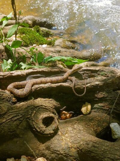 Greenville Technical College Nature Trail - Simpsonville, SC