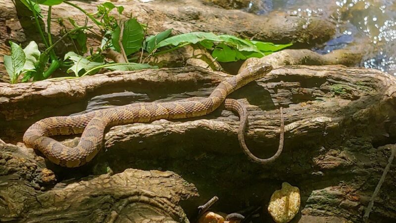 Greenville Technical College Nature Trail - Simpsonville, SC