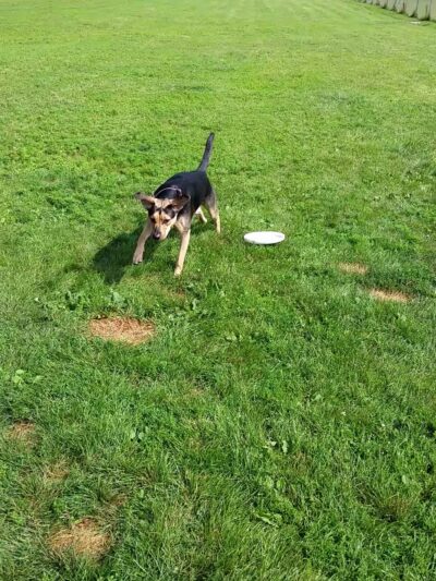 Sister Bay Dog Park - Sister Bay, WI