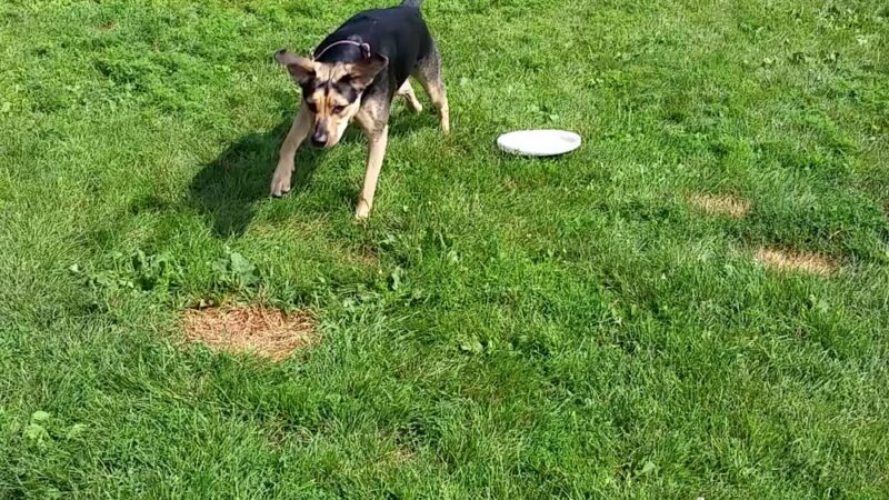 Sister Bay Dog Park - Sister Bay, WI