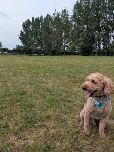 Sister Bay Dog Park - Sister Bay, WI