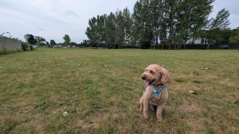 Sister Bay Dog Park - Sister Bay, WI