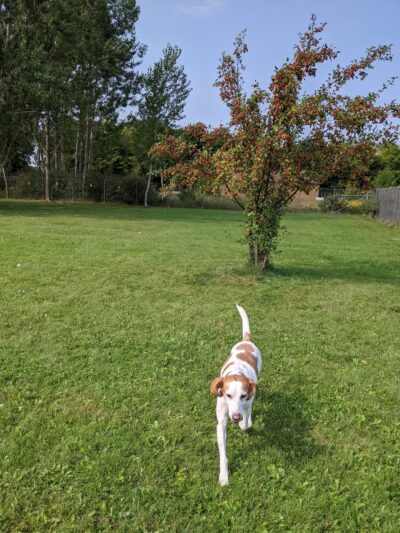 Sister Bay Dog Park - Sister Bay, WI