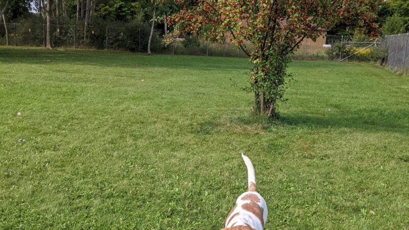 Sister Bay Dog Park - Sister Bay, WI