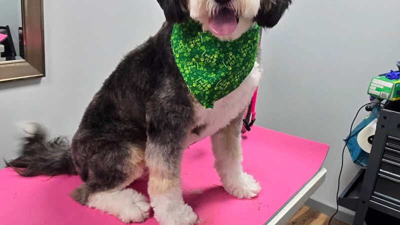 Lucky Dogs Grooming Spa - Skaneateles, NY