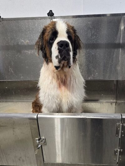 Lucky Dogs Grooming Spa - Skaneateles, NY