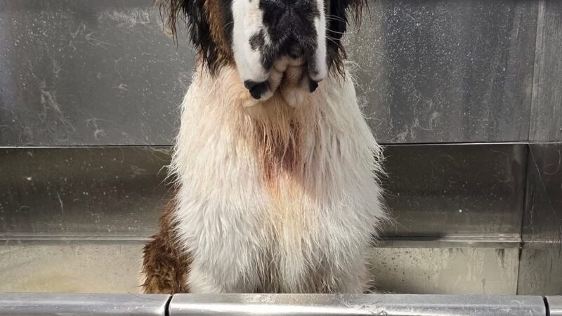 Lucky Dogs Grooming Spa - Skaneateles, NY