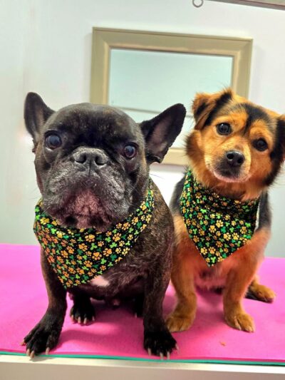 Lucky Dogs Grooming Spa - Skaneateles, NY