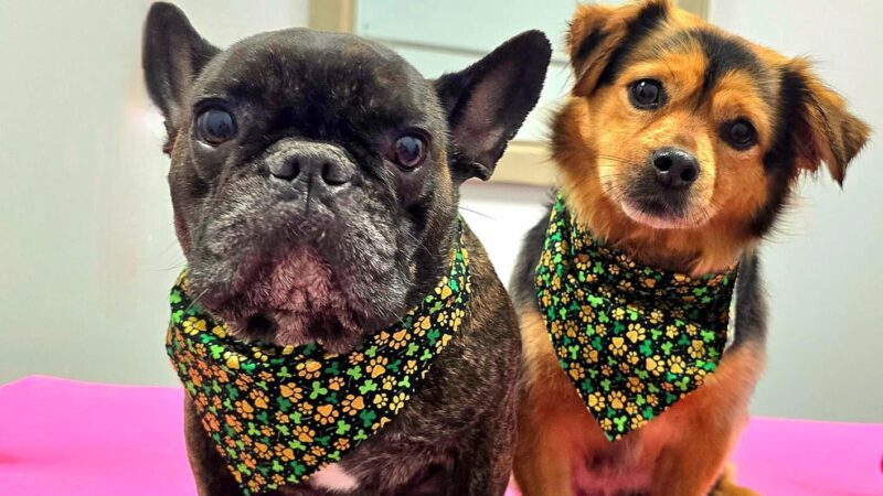 Lucky Dogs Grooming Spa - Skaneateles, NY