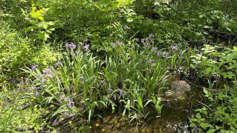Peter C Vargason Nature Trail - Skaneateles, NY