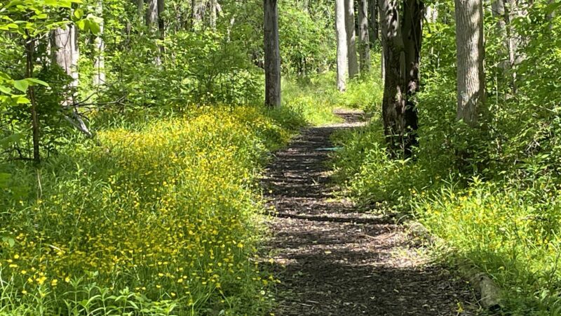 Peter C Vargason Nature Trail - Skaneateles, NY