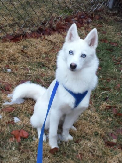 Paw Paws Canine College - Slanesville, WV