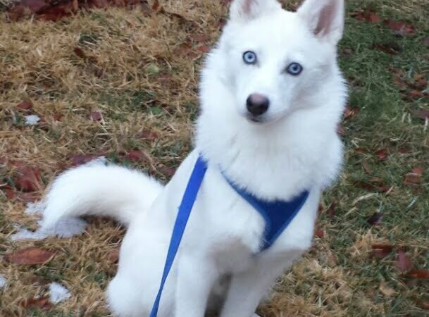 Paw Paws Canine College - Slanesville, WV