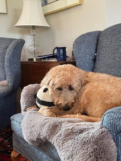 Paw Paws Canine College - Slanesville, WV