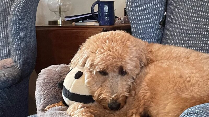 Paw Paws Canine College - Slanesville, WV