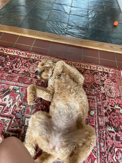 Paw Paws Canine College - Slanesville, WV