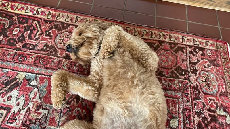 Paw Paws Canine College - Slanesville, WV