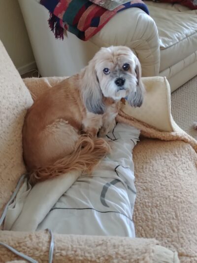 Paw Paws Canine College - Slanesville, WV