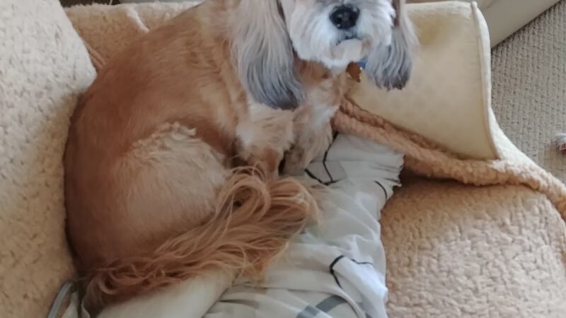 Paw Paws Canine College - Slanesville, WV