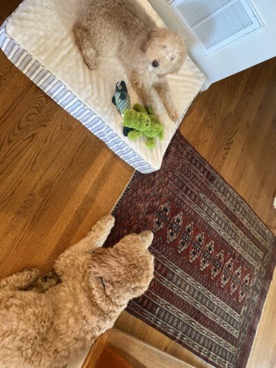 Paw Paws Canine College - Slanesville, WV