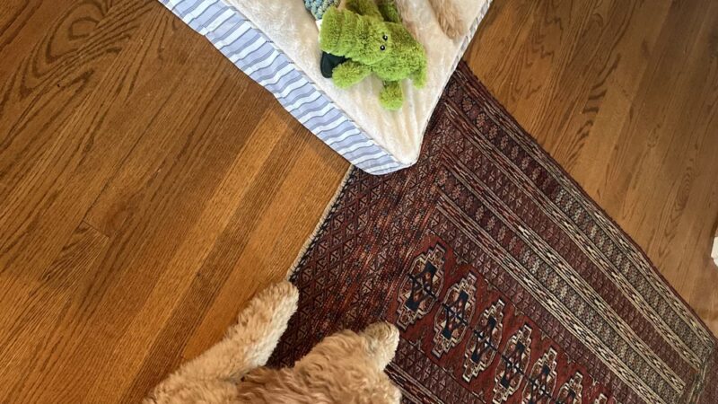 Paw Paws Canine College - Slanesville, WV