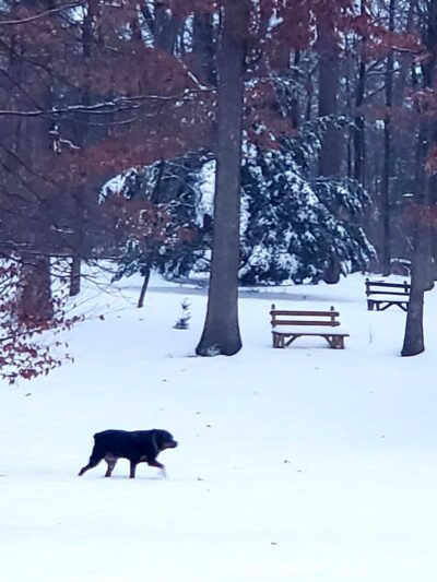 Neffs Church Grove Park - Slatington, PA
