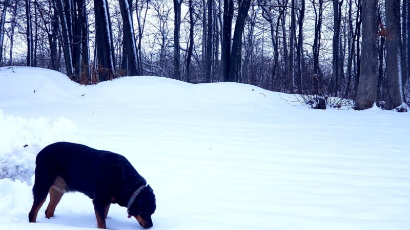 Neffs Church Grove Park - Slatington, PA