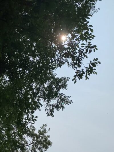 Dog Park - Sleepy Hollow, NY