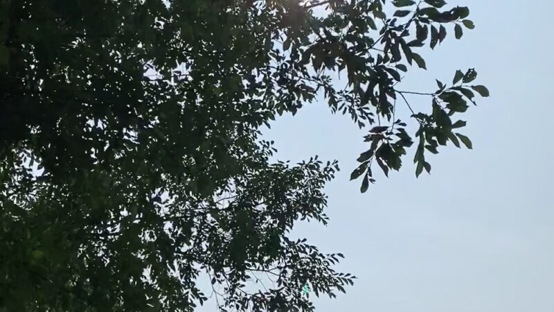 Dog Park - Sleepy Hollow, NY